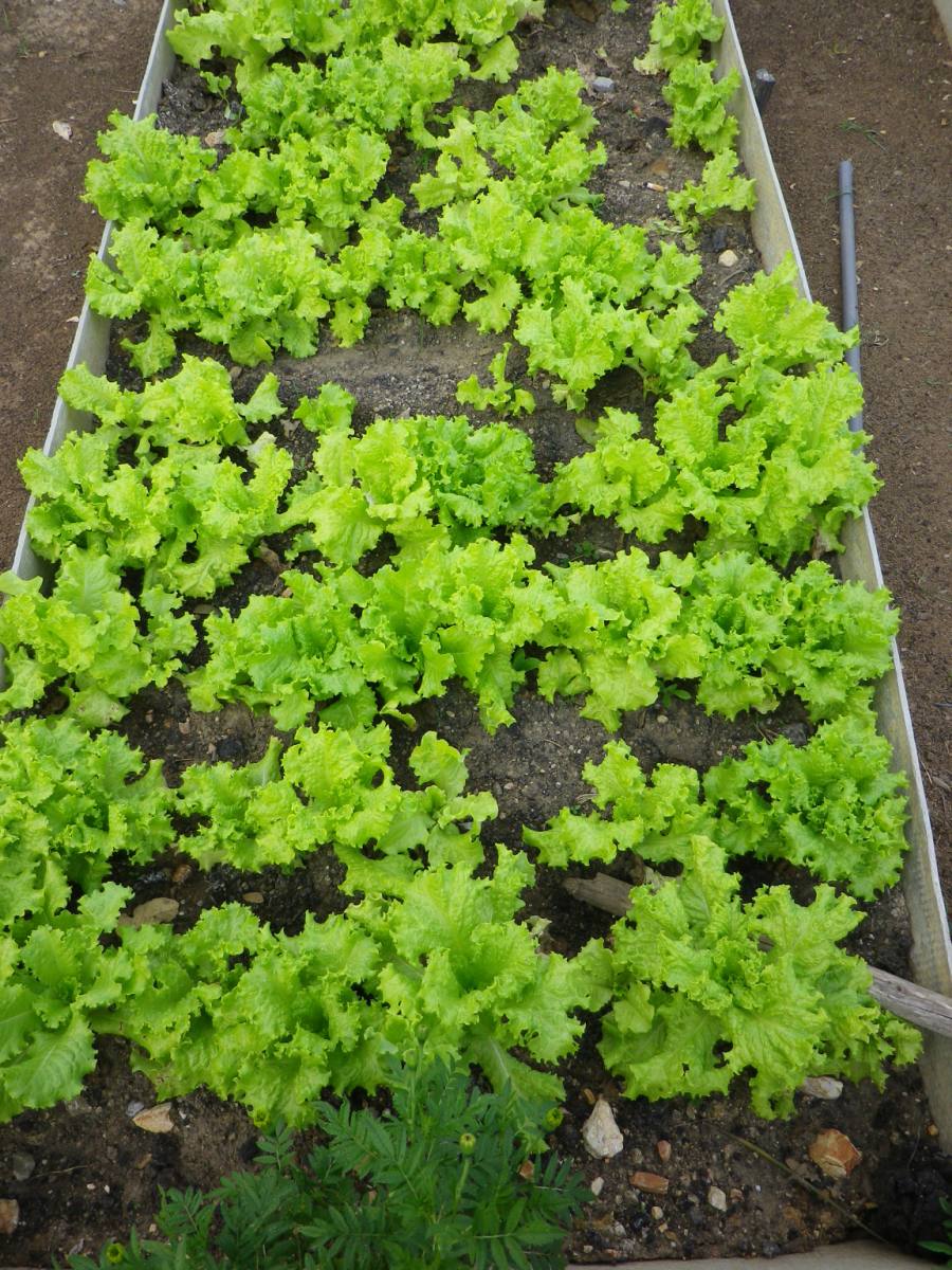 Organic Farm05.jpg